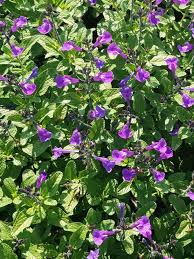 Image result for Sebaea microphylla