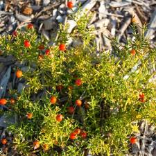 Image result for Chironia palustris