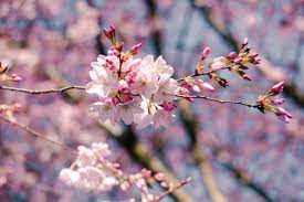 Maybe you would like to learn more about one of these? Cherry Blossom In Portland Top Spots For Early Spring Flowers