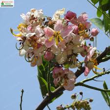 Image result for Cassia javanica