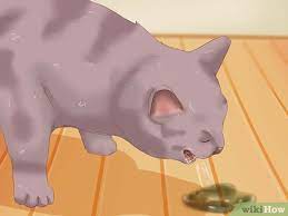 3 Ways To Recognize Anemia In Cats Wikihow