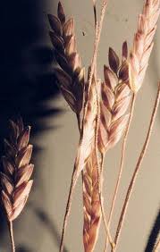 Image result for Eragrostis caniflora