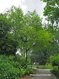 Image result for Antidesma