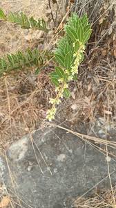 Image result for Ozoroa okavangensis