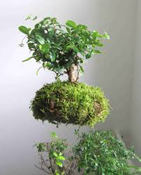 Sì, hai letto bene, con questo vaso speciale di questi vaso per bonsai fluttuanti ce ne sono di diversi modelli e di diversi materiali (legno, pietra vulcanica, plastica): L Arte Del Kokedama Costa Smeralda