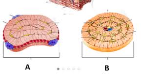 There are trabeculae in spongy bone which gives its sponge like appearance. Solved Which Cross Section Is Spongy Bone And Which Cross Chegg Com