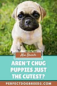 Chug Puppies Chug Puppies Chug Dog Dog Crossbreeds