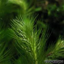 Image result for Mayaca