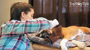 After the flush, you'll need to wipe and clean around the eyes (right photo). How To Remove Dog Tear Stains Naturally And How To Prevent Them