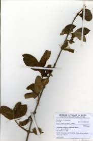 Image result for Sericanthe