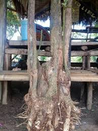 Weekend ayo intip kemewahan tanaman bonsai bengkulu news. Bonsai Jalitri Home Facebook