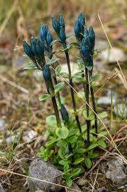 Image result for Gentianaceae