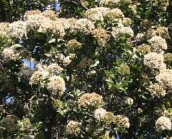 Image result for Nuxia