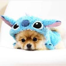 Check spelling or type a new query. Cute Dogs Aww