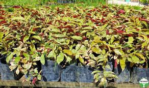 Image result for Excoecaria