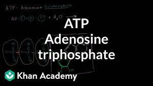 Atp Adenosine Triphosphate Video Khan Academy