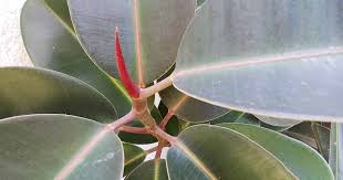 Image result for ficus elastica flower