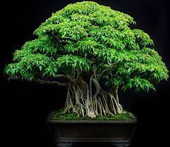 I Wonder How Old This Tree Is There Was No Information About It Other Than It Is Located In Indonesia Bonsai Tree Bonsai Ficus Plants