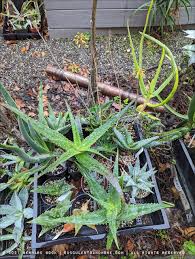 Image result for Aloe canis