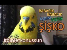 Konusan Muhabbet Kusu Fistik Babacik Askim Fistik Sisko Dinlet Konussun Youtube 2020 Muhabbet Kuslari Kusu Papagan