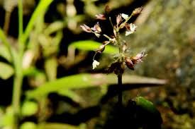Image result for Pseudechinolaena polystachya