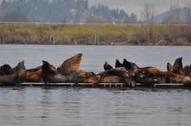 Sea Lions on the docks – Conscious Engagement