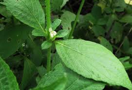 Image result for Duosperma crenatum