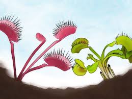 Venus fly trap (cultivation instructions). How To Grow A Venus Flytrap With Pictures Wikihow