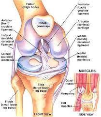 Preventing Acl Injury Through Strengthening Exercises