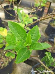 Image result for Rotheca myricoides