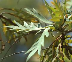 Image result for Bocconia arborea