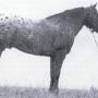 Profile Picture of Colida - Appaloosa Stallion in Appaloosa Horse Club Hall of Fame (@tripod.com) on Google