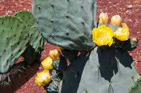 Cacti bed, alameda gardens, gibraltar by between a rock is licensed under cc by 2.0. 32 Best Opuntia Robusta Images Stock Photos Vectors Adobe Stock