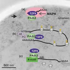 Believe your GFP: cytoplasmic RNA granules play a role in plant defence