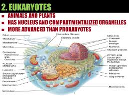 We did not find results for: Introduction To The Cell Animal Cell Eukaryotic Ppt Download