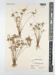 Image result for Pycreus gracillimus