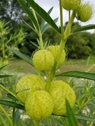 Maybe you would like to learn more about one of these? Balloon Plant Aka Hairy Balls Milkweed Seeds Certified Organic Garden Hoard Certified Organic Heirloom Seeds Grown In Michigan By Renegade Acres