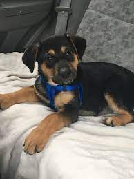 With german shepherd puppies, however, their guard dog instincts haven't kicked in yet. Litter Of 7 German Shepherd Dog Vizsla Mix Puppies For Sale In South Windsor Ct German Shepherd Dogs German Shepherd Puppies German Shepherd Puppies Training