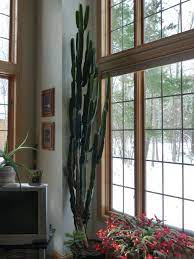 How to convert feet to inches. This Is My 24 Year Old Big Guy Raised Him Since He Was 5 Inches Tall Now 10 Foot Tall 10 Feet Tall Home Home Decor