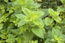 Check spelling or type a new query. Melissa Officinalis Lemon Balm Go Botany