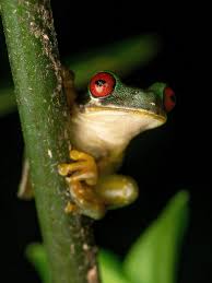 Image result for Tristachya viridiaristata