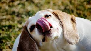 Why You Shouldn T Always Let A Dog Lick Your Face Why Do Dogs Lick Dogs Dogs Of The World