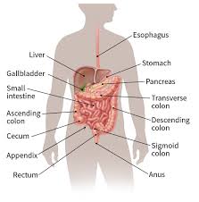 Image result for esophagus