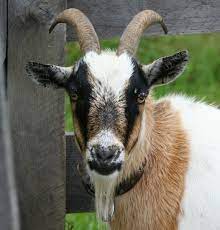 Sojat goat, sirohi goats & osmanabadi goat animal / crop production offered by attar goat farm from kolhapur, maharashtra, india Goat Farming In Maharashtra Information Goat Farming