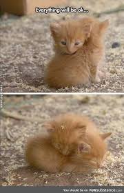 Brilliant Cute Kittens Names Male Animals Cute Baby Animals Cute Animals