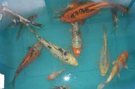 Please call for shipping after checkout. Koi Fish For Sale Classifieds For Jobs Rentals Cars Furniture And Free Stuff