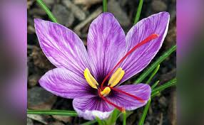 Shipping in canada is expensive compared to the us. 7 Most Expensive Flowers On The Planet
