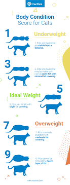 The cat health check guide. Overweight Cat Causes Solutions For Your Cat S Health Tractive Blog