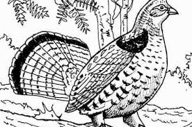 Ruffed Grouse Coloring Pages Animal Coloring Pages Bird Coloring Pages Butterfly Coloring Page
