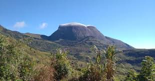 Image result for Faurea racemosa